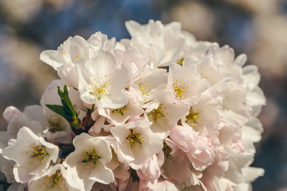 Floral